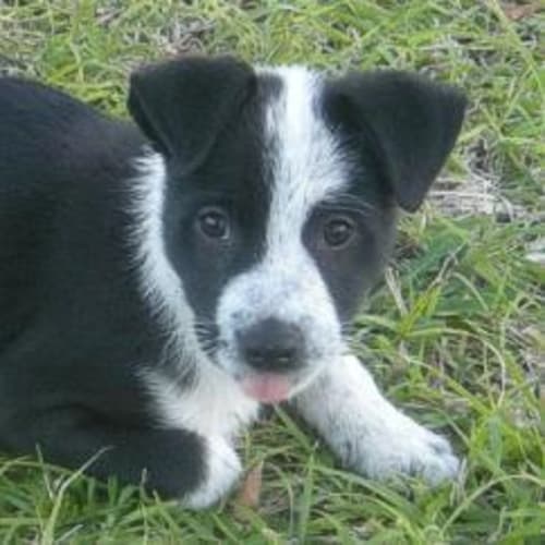No photo for Dubbo***Adoption Pending***