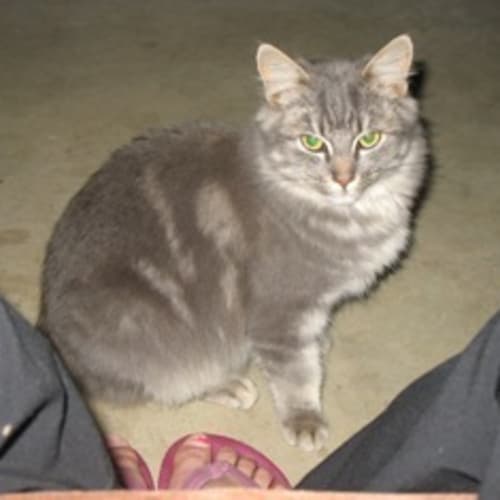 No photo for Smokey