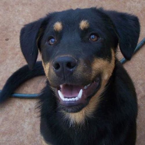 Cam Urgent Need of A Home