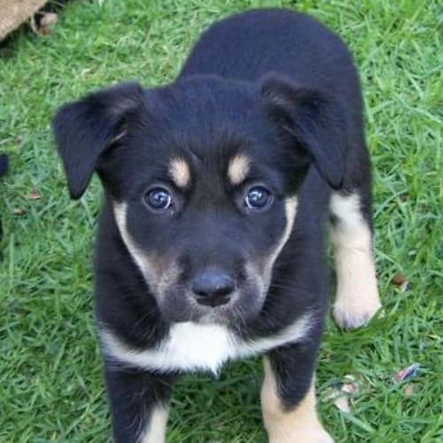 Tuppence Adopted