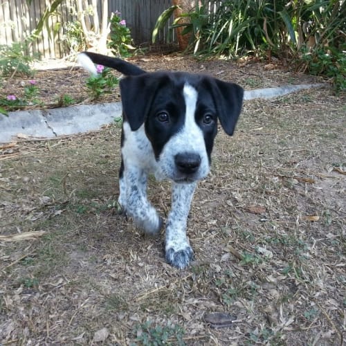 No photo for Duma (Doom A)