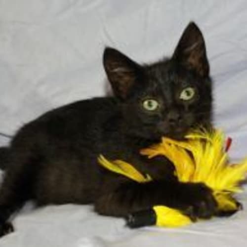 Blackbean