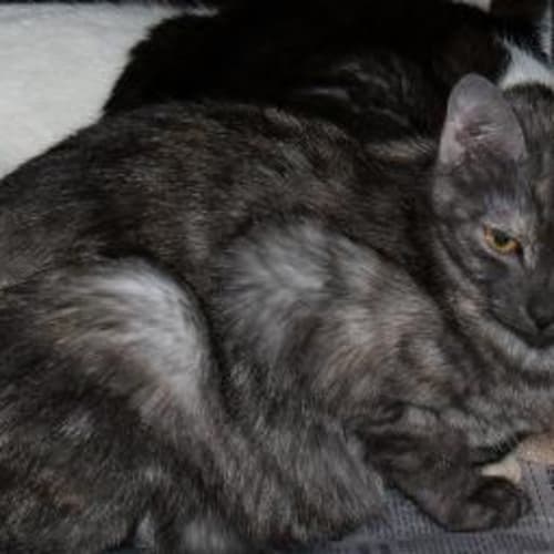 Nadine Special Needs Cat