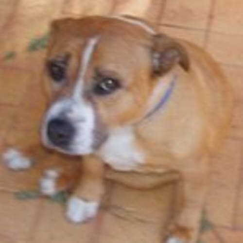 No photo for *  Adoption Pending ** Suzi