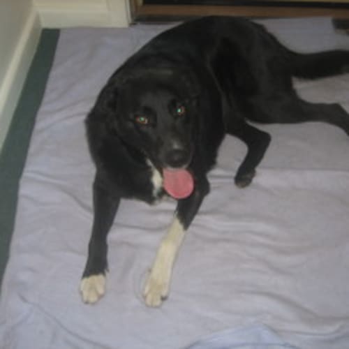 No photo for **Adoption Pending** Ben