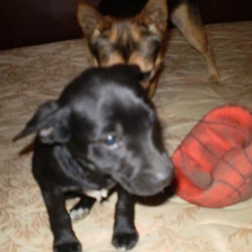 Puppies