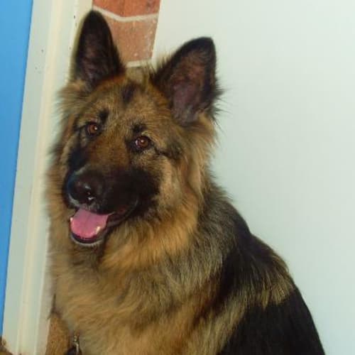 No photo for Pepper (On Hold Pending Adoption)