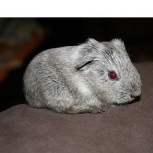 No photo for Thumper