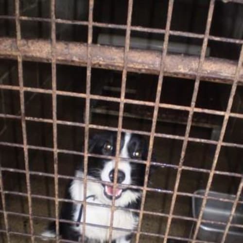Pickles Urgent Pts Tuesday