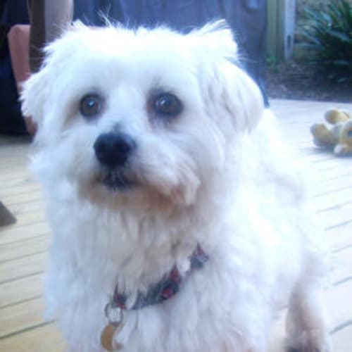 Cooper