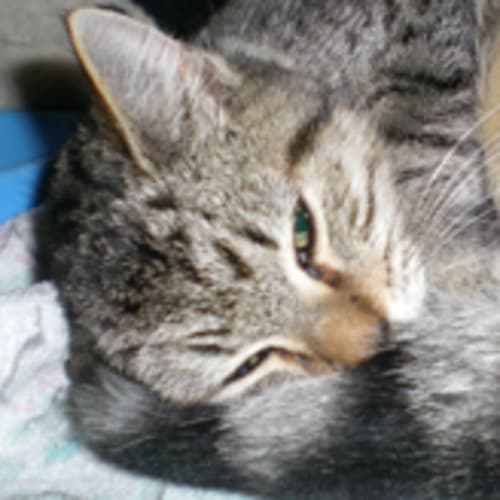 No photo for Jasmine