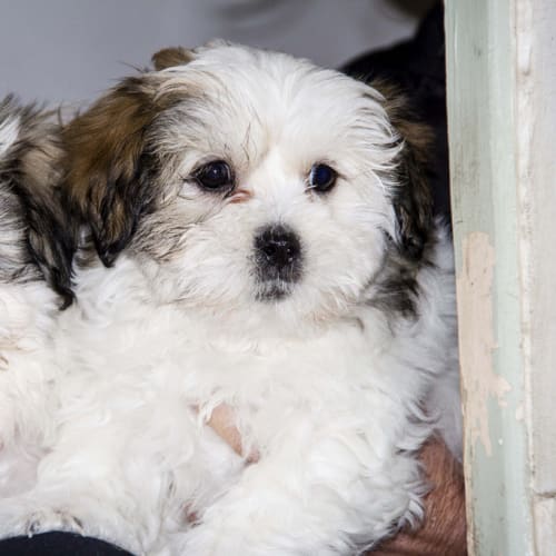 Buster ~ Maltese x Shih Tzu puppy  (Trial 13/7/16)