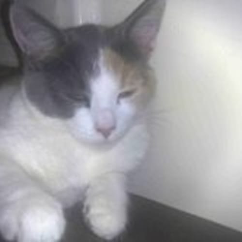 No photo for ** Adoption Pending **Artemis