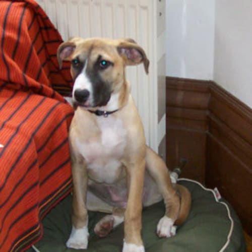 Narla
