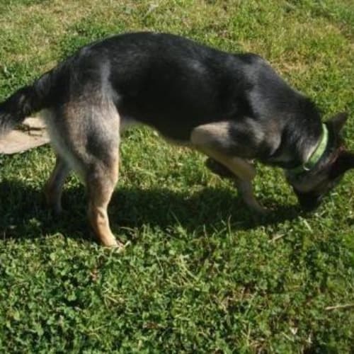 Jedda