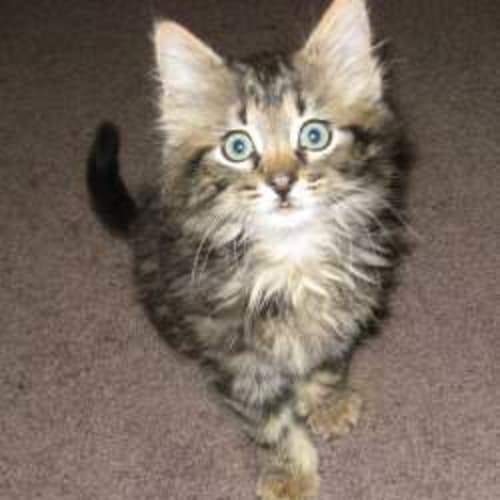 Gizmo