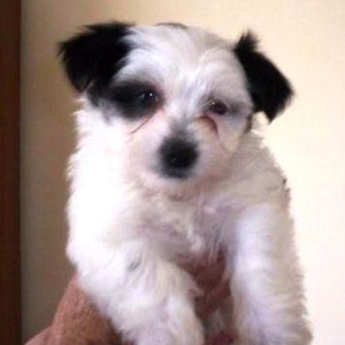 Penny - Trying A New Home