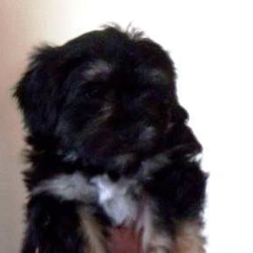Percy - I Am Trying A New Home