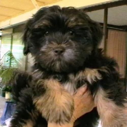 Pepper