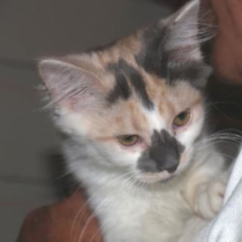 Sonja