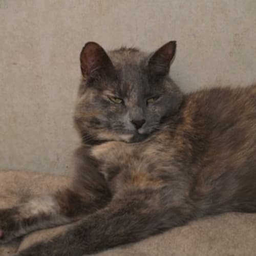 Tasha