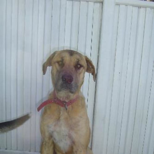 Urgent Merla Needs A Home Asap