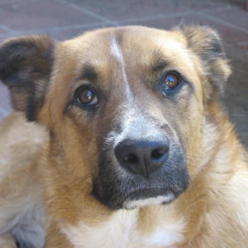 Belle Is Trying A New Home!!