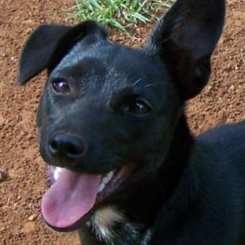 Betty Adopted