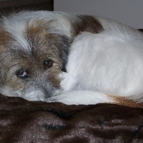 Sammie