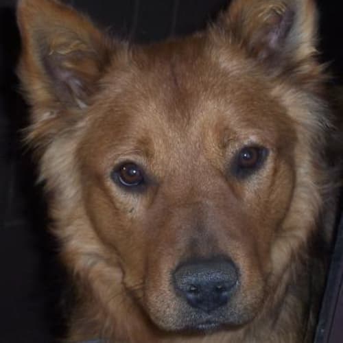 Ralf ( On Hold Pending Adoption)
