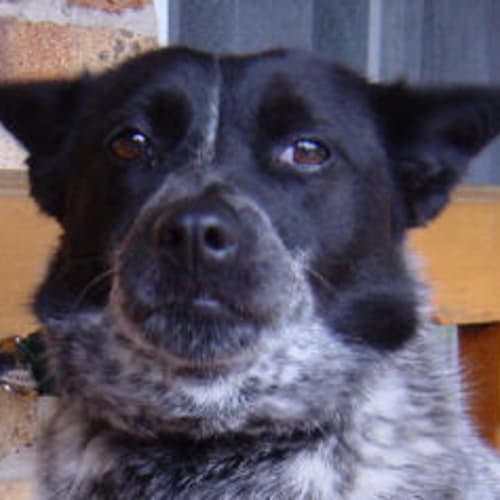 Neyla
