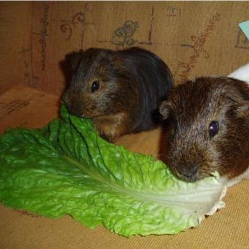 Milo and Chester