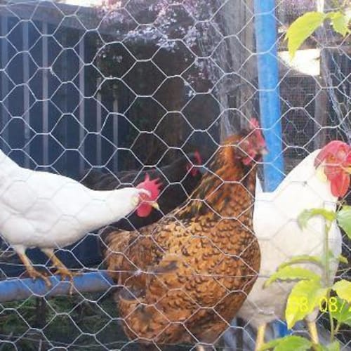 5 Laying Chickens 1 Old Chook