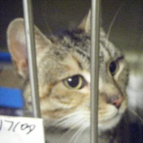 Dsh Female Tabby Due Now $60