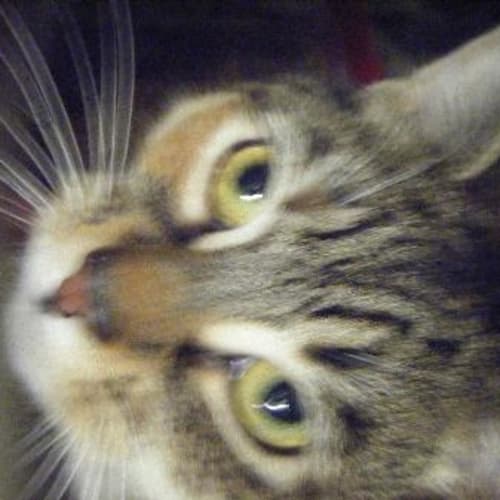 Young Gucci Male Due Now $60