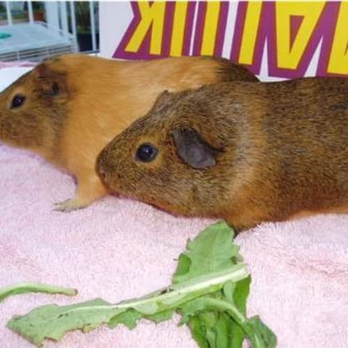 Mocha and Chino