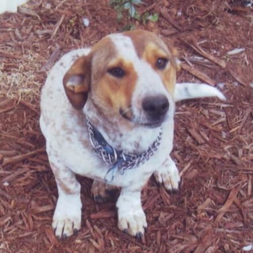 Duke