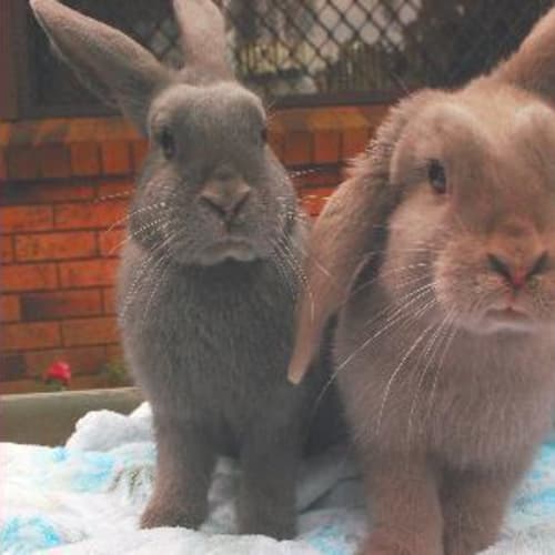 Miffy