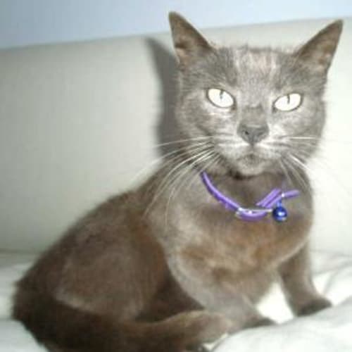 Willow