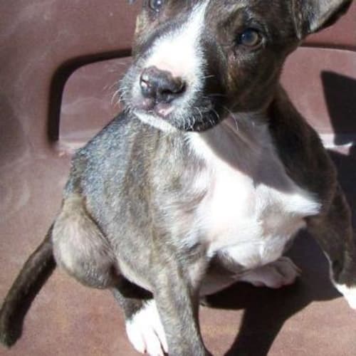 Cecil Adopted