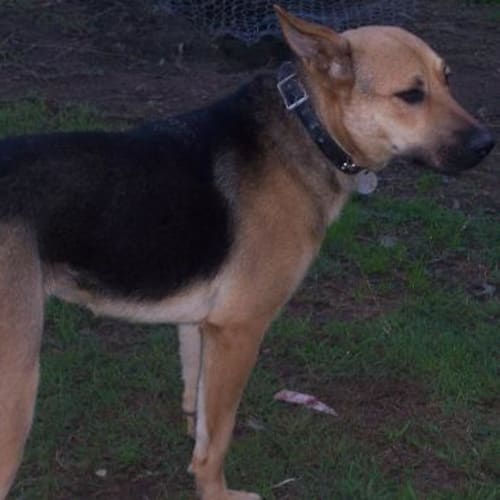 Ellie ( Pending Adoption)