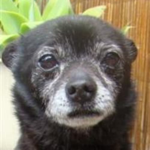 Elroy Is Trying A New Home!