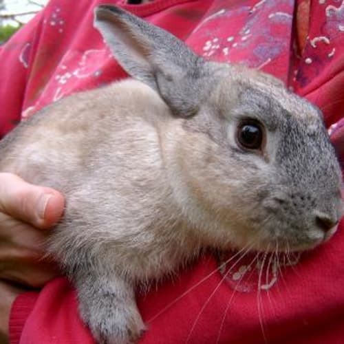 Sir Lancelot