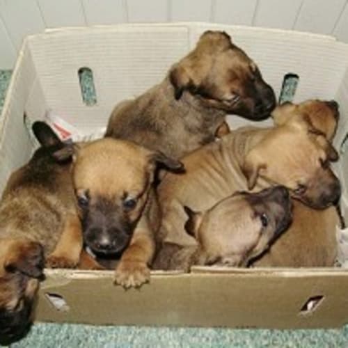 No photo for Puppies