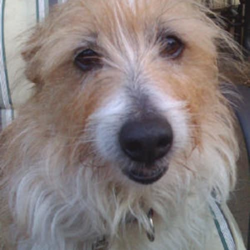Scruffy Is Trying A New Home!!