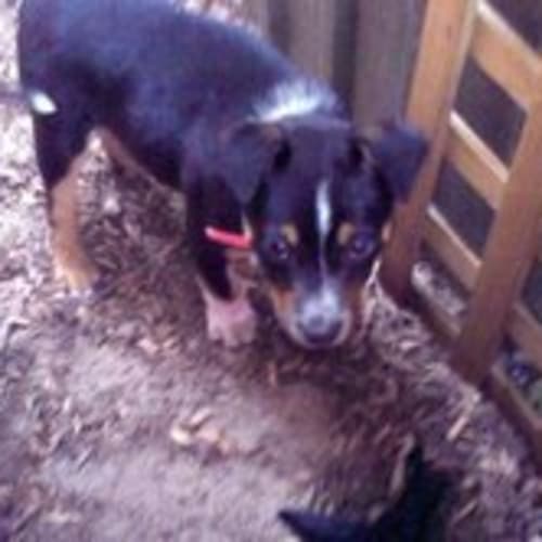 No photo for ** Adoption Pending ** Hannah