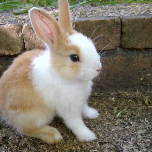 No photo for Baby Buttercup  On Hold
