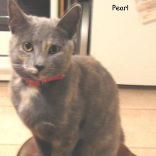 No photo for Pearl