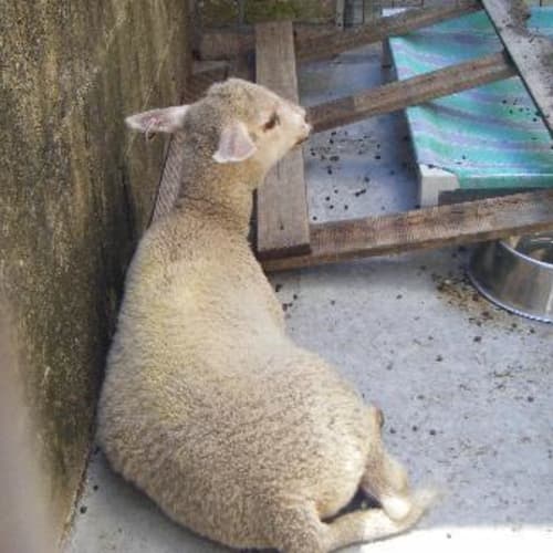 Lamb in the Pound & Needs Help Asap