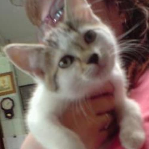 No photo for Kittens X 4